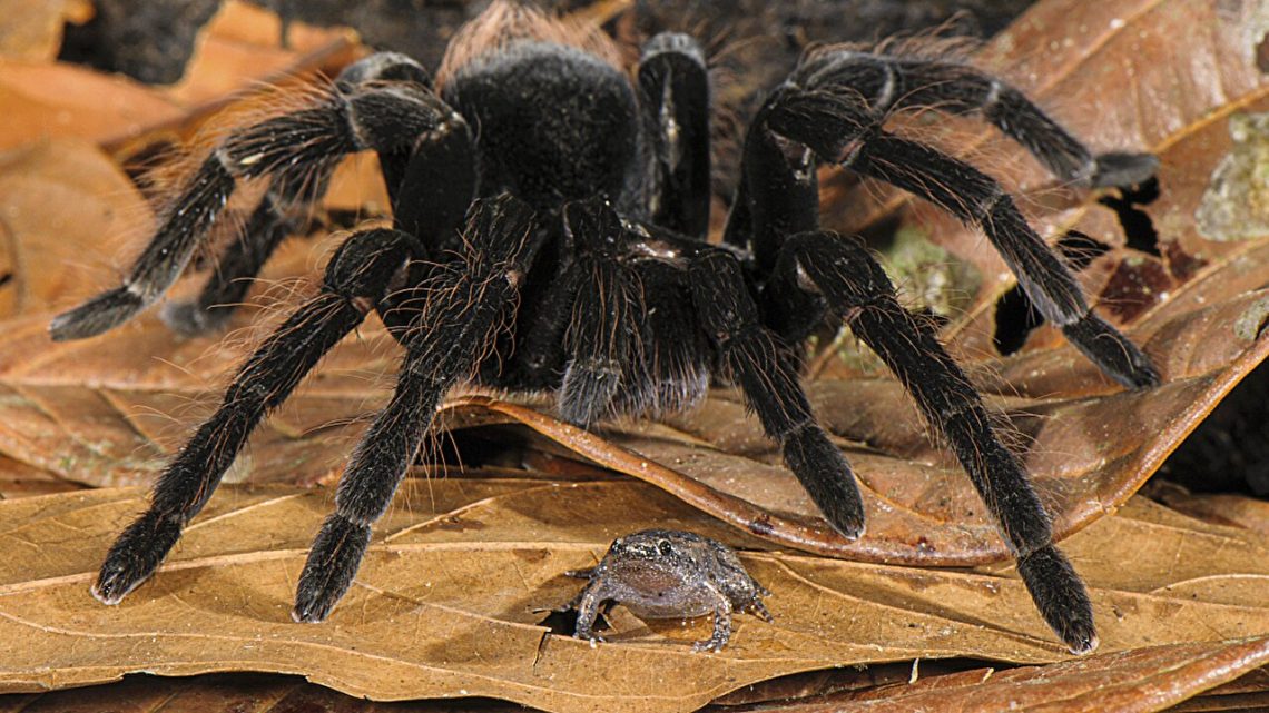 2fbd551d8254698778ddffe3a759dd48_tarantulas-have-surpri-1-1140x641.jpg